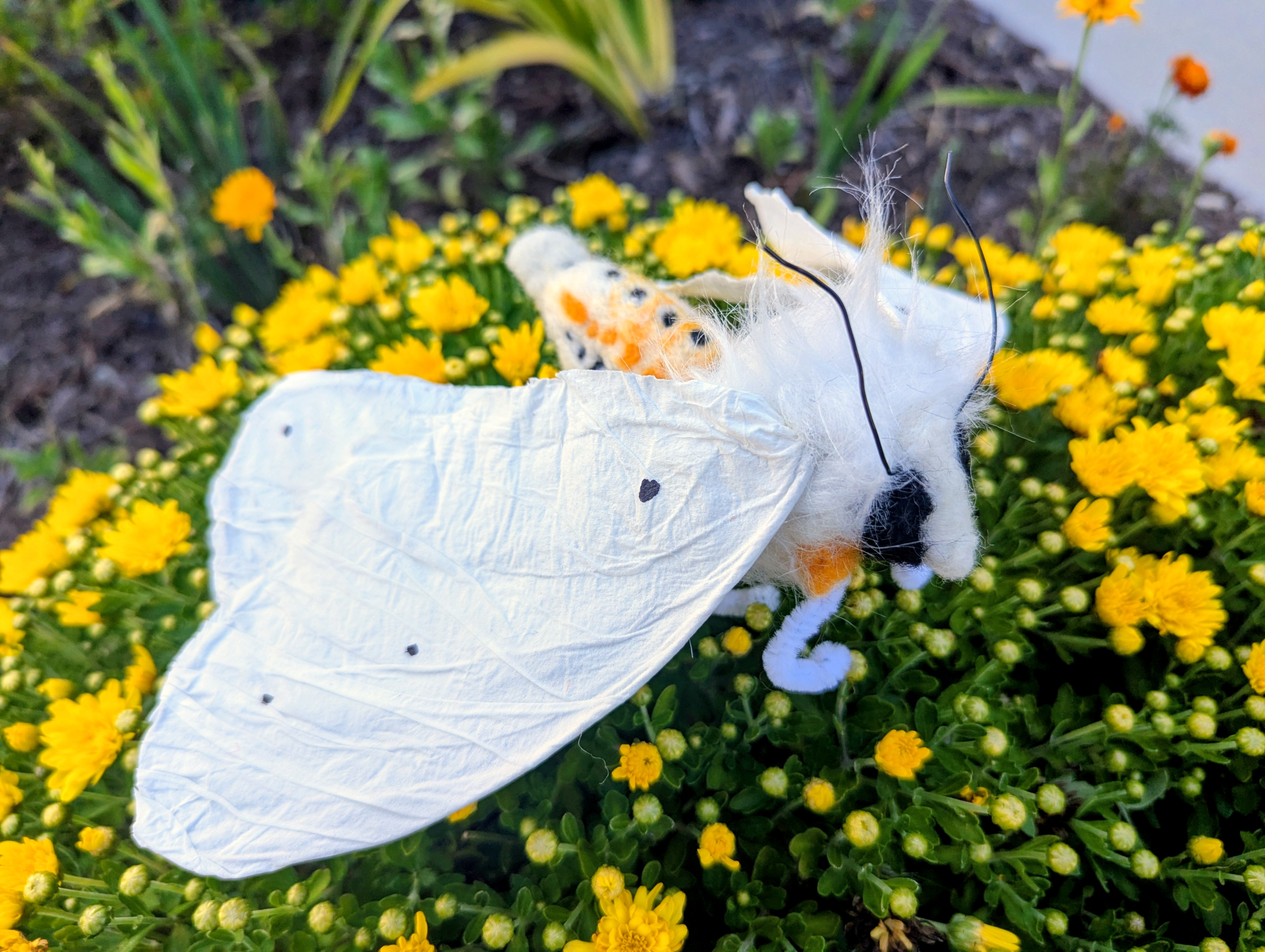 Virginian Tiger Moth