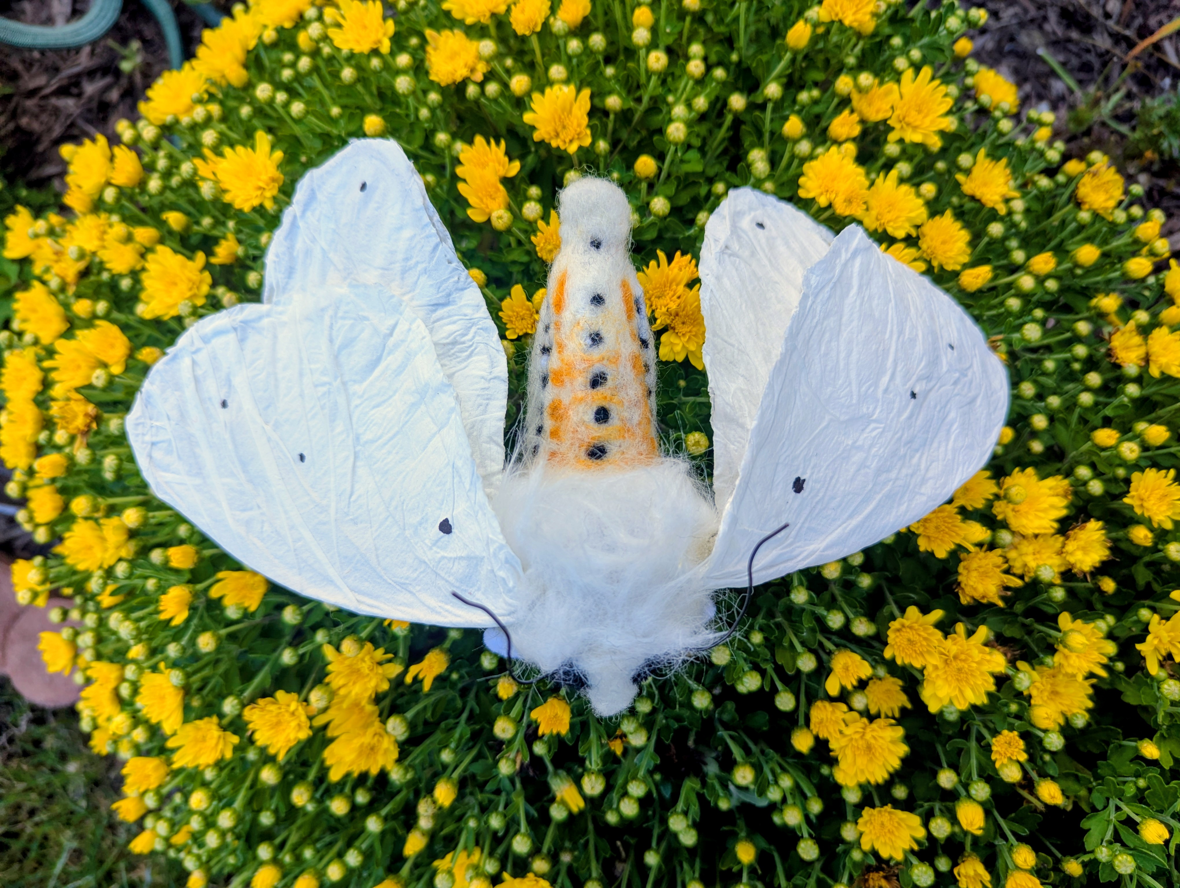Virginian Tiger Moth