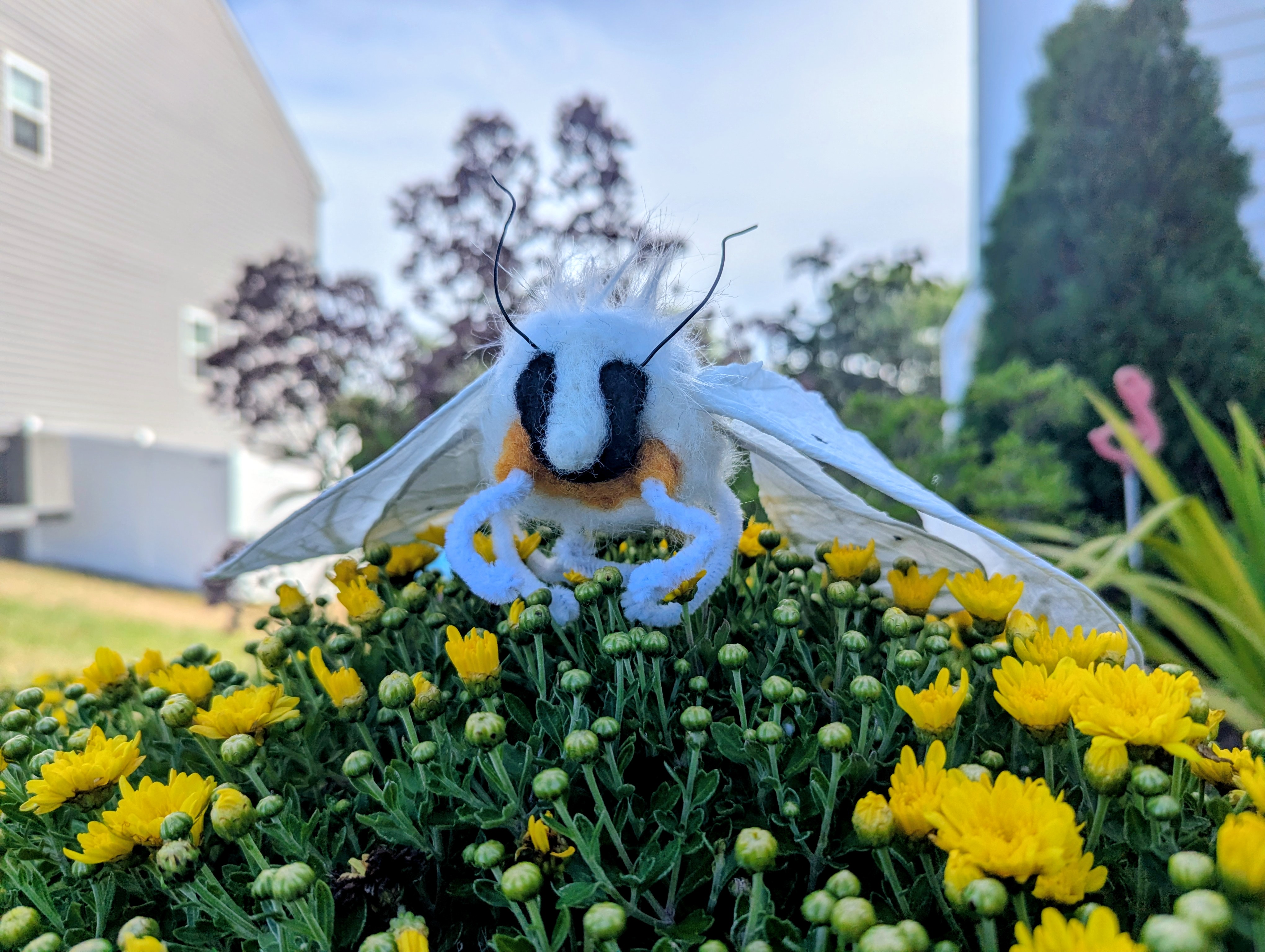 Virginian Tiger Moth